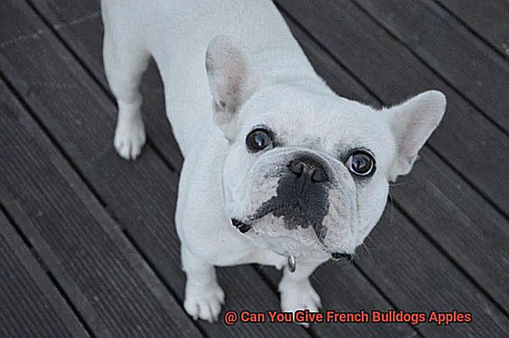 Can You Give French Bulldogs Apples-4