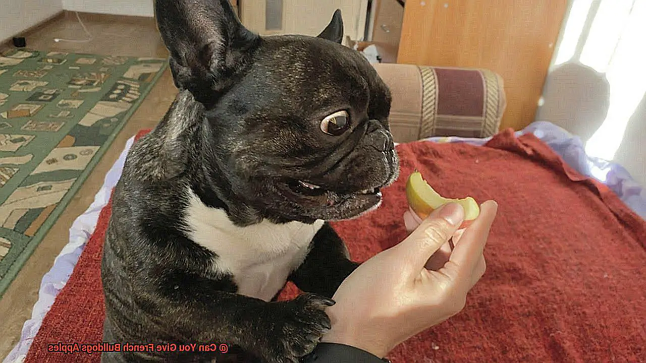 Can You Give French Bulldogs Apples-6