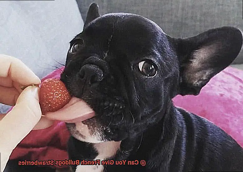 Can You Give French Bulldogs Strawberries-6