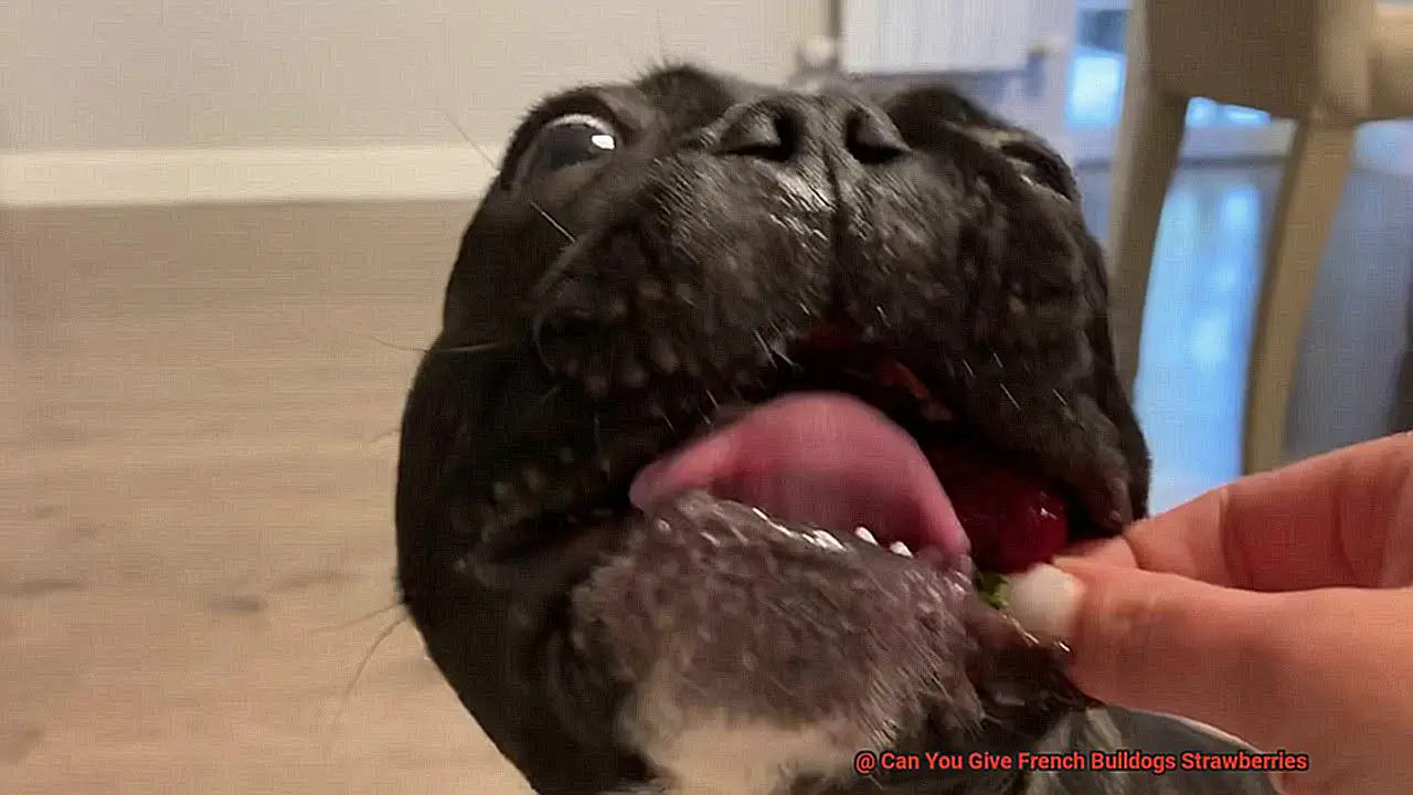 Can You Give French Bulldogs Strawberries-2