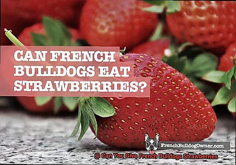 Can You Give French Bulldogs Strawberries-3