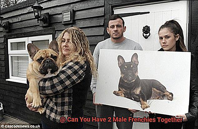 Can You Have 2 Male Frenchies Together-3