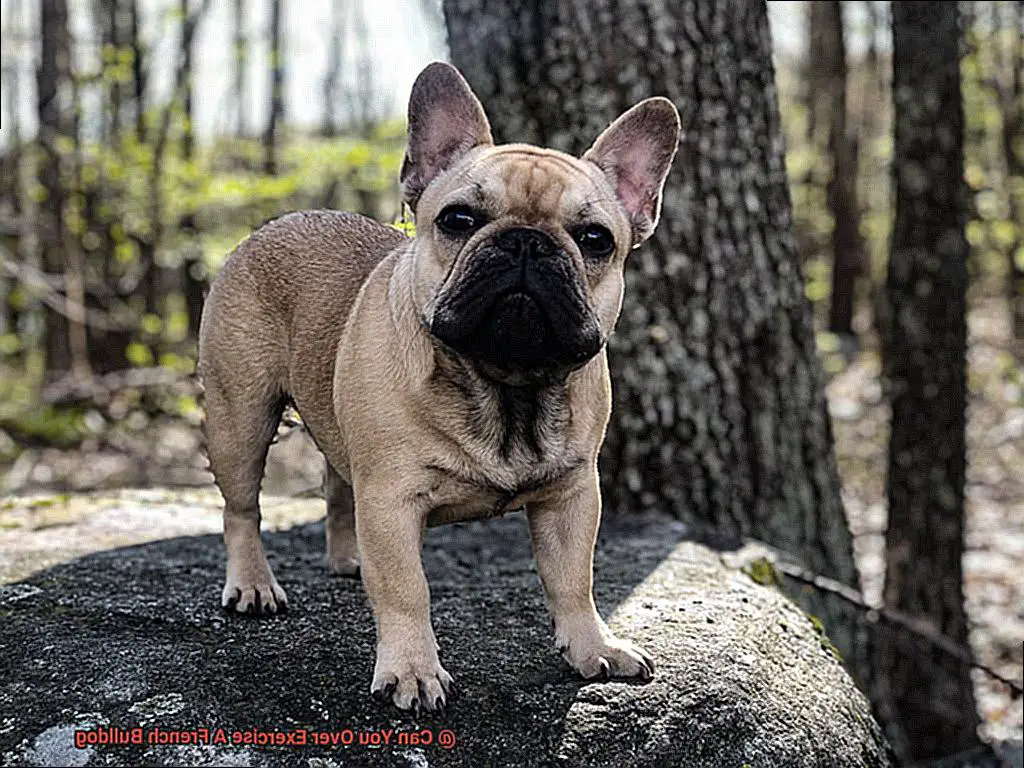 Can You Over Exercise A French Bulldog-2