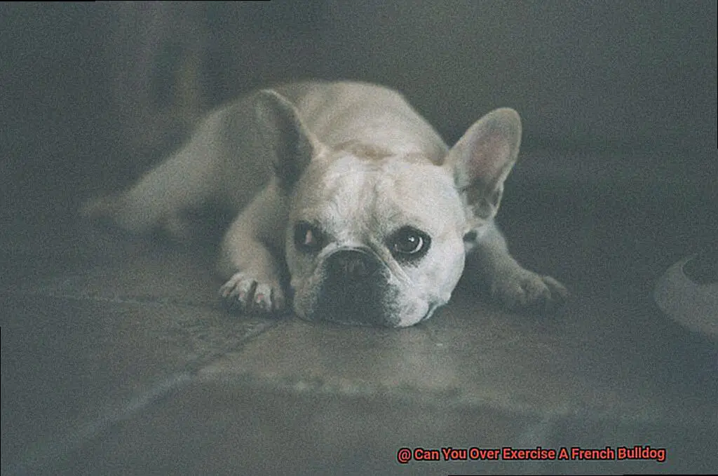 Can You Over Exercise A French Bulldog-3