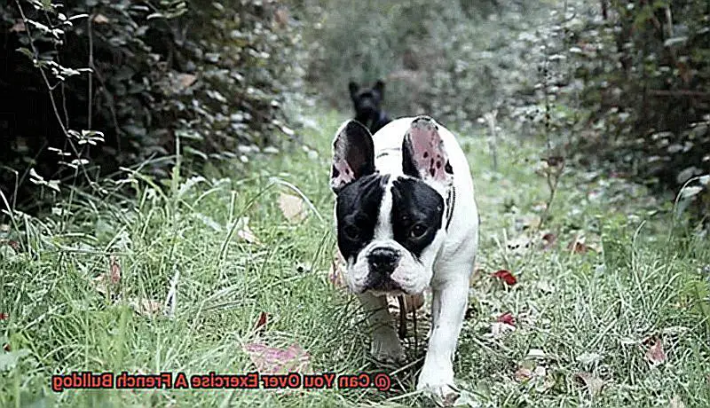 Can You Over Exercise A French Bulldog-4