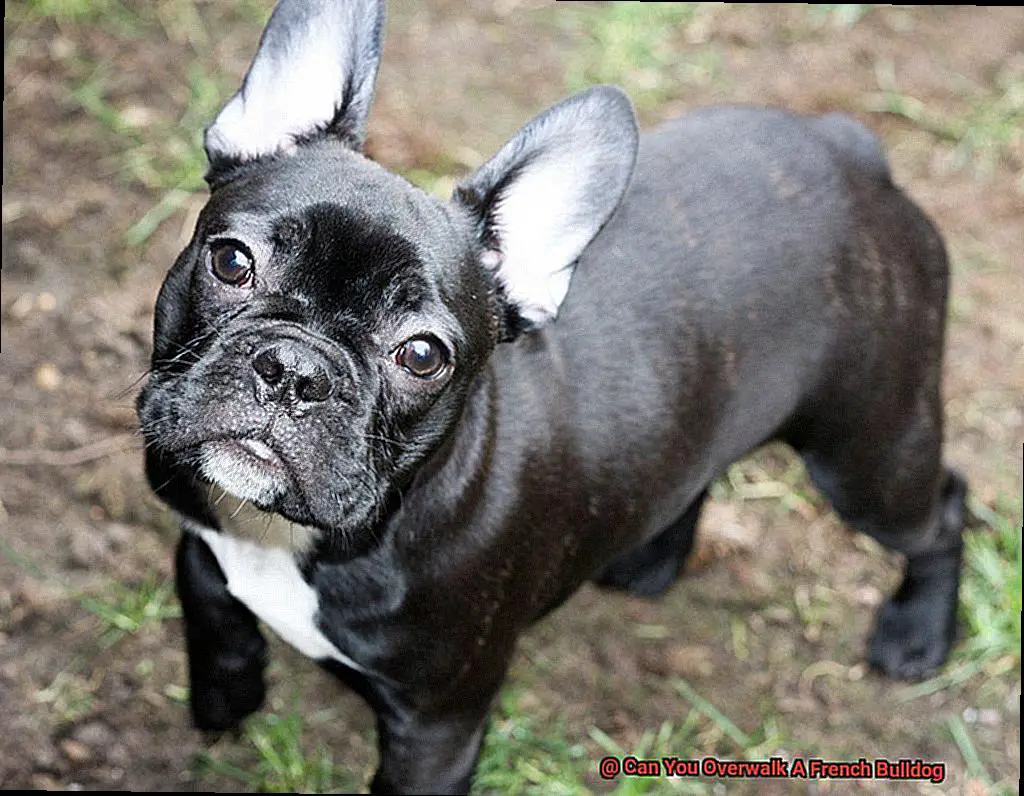 Can You Overwalk A French Bulldog-2