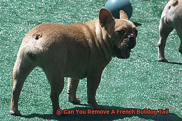 Can You Remove A French Bulldog Tail-2