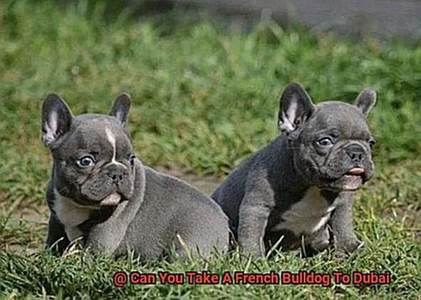 Can You Take A French Bulldog To Dubai-5