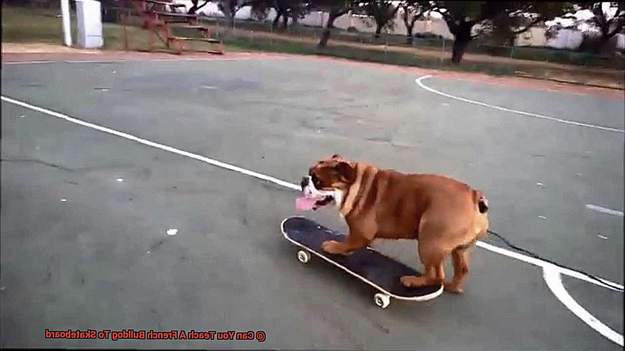 Can You Teach A French Bulldog To Skateboard-2