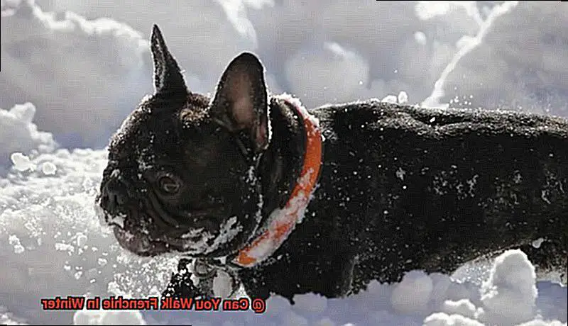 Can You Walk Frenchie In Winter-2