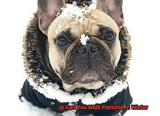 Can You Walk Frenchie In Winter-4