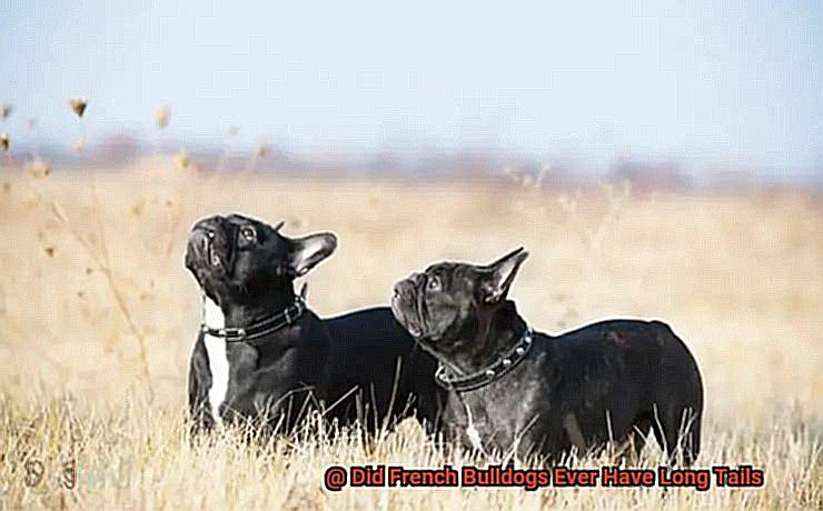 Did French Bulldogs Ever Have Long Tails-4