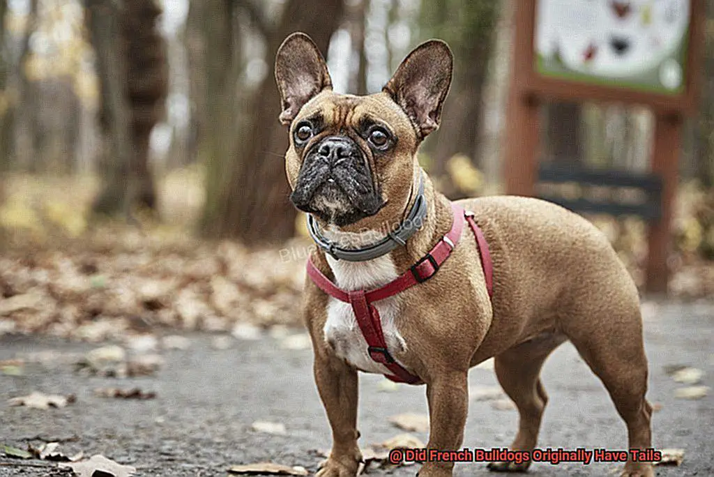 Did French Bulldogs Originally Have Tails-3