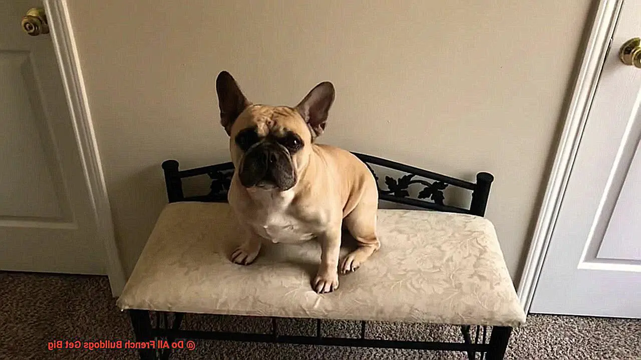 Do All French Bulldogs Get Big-6