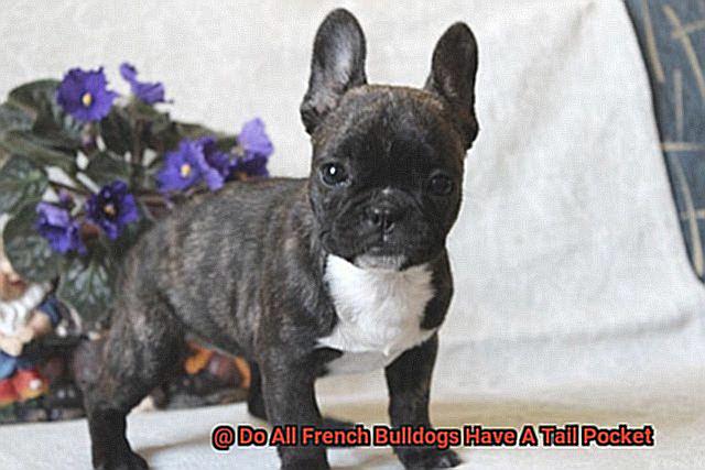 Do All French Bulldogs Have A Tail Pocket-3