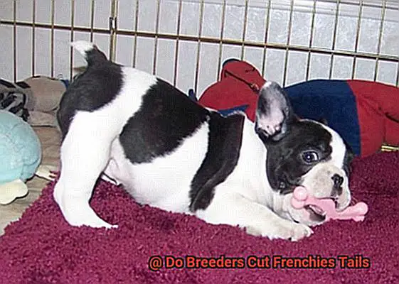 Do Breeders Cut Frenchies Tails-3