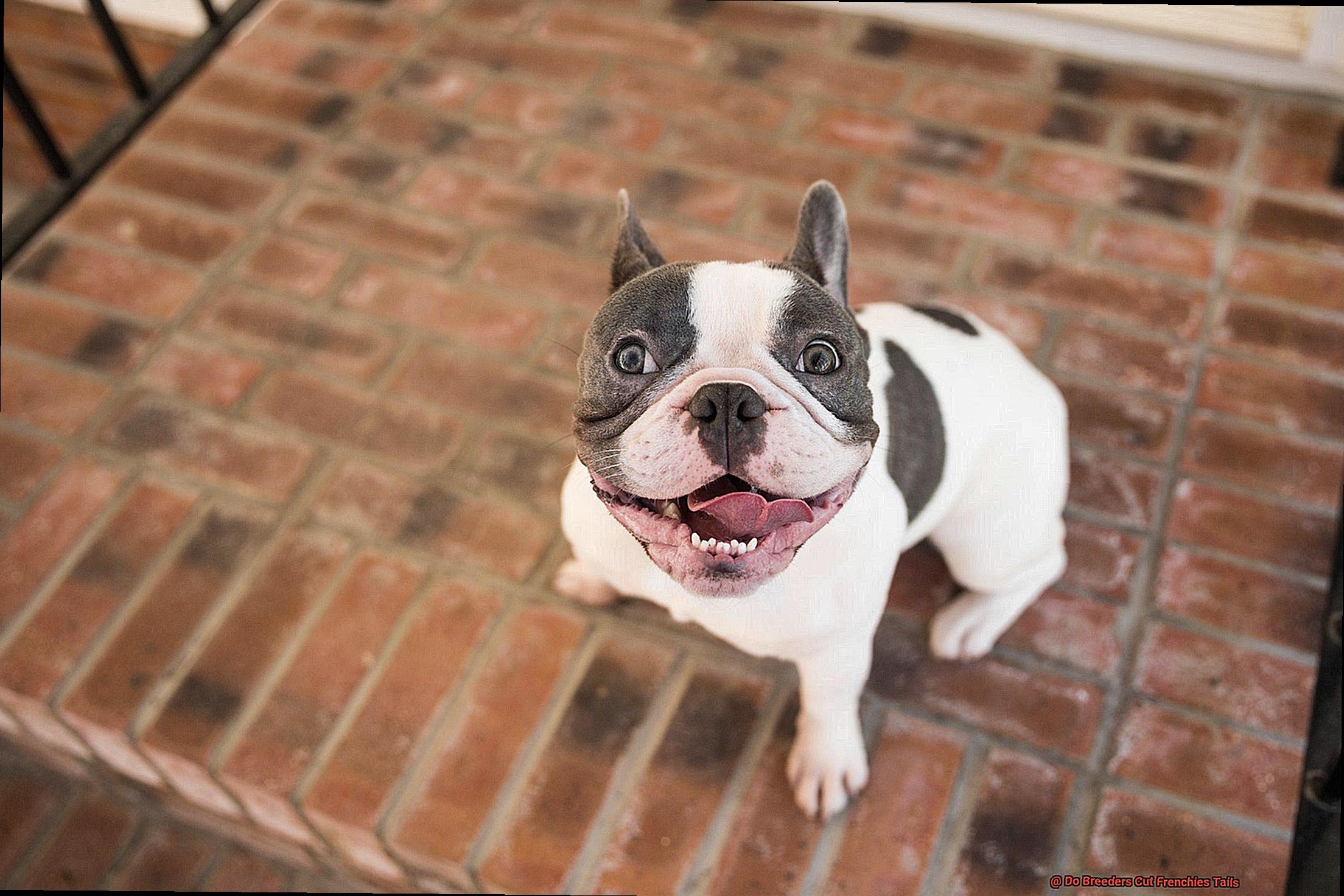 Do Breeders Cut Frenchies Tails-2