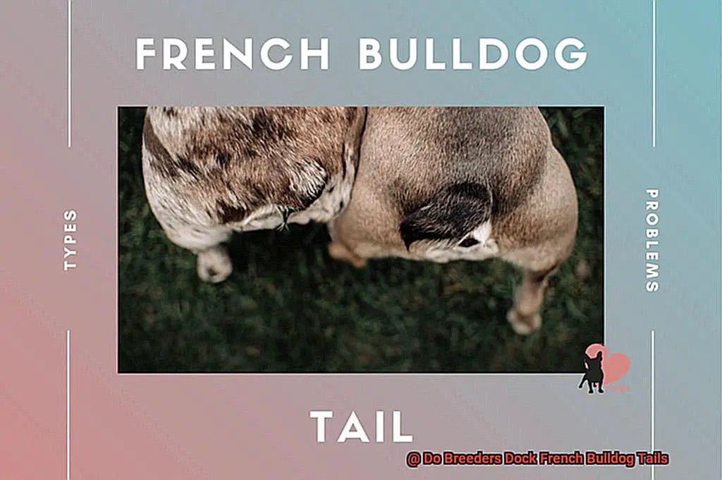 Do Breeders Dock French Bulldog Tails-2