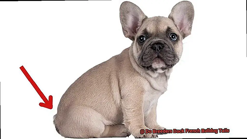 Do Breeders Dock French Bulldog Tails-4