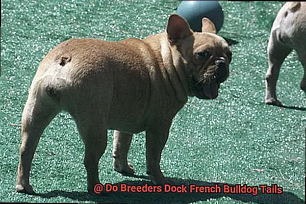 Do Breeders Dock French Bulldog Tails-5