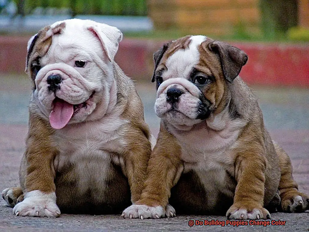 Do Bulldog Puppies Change Color-2