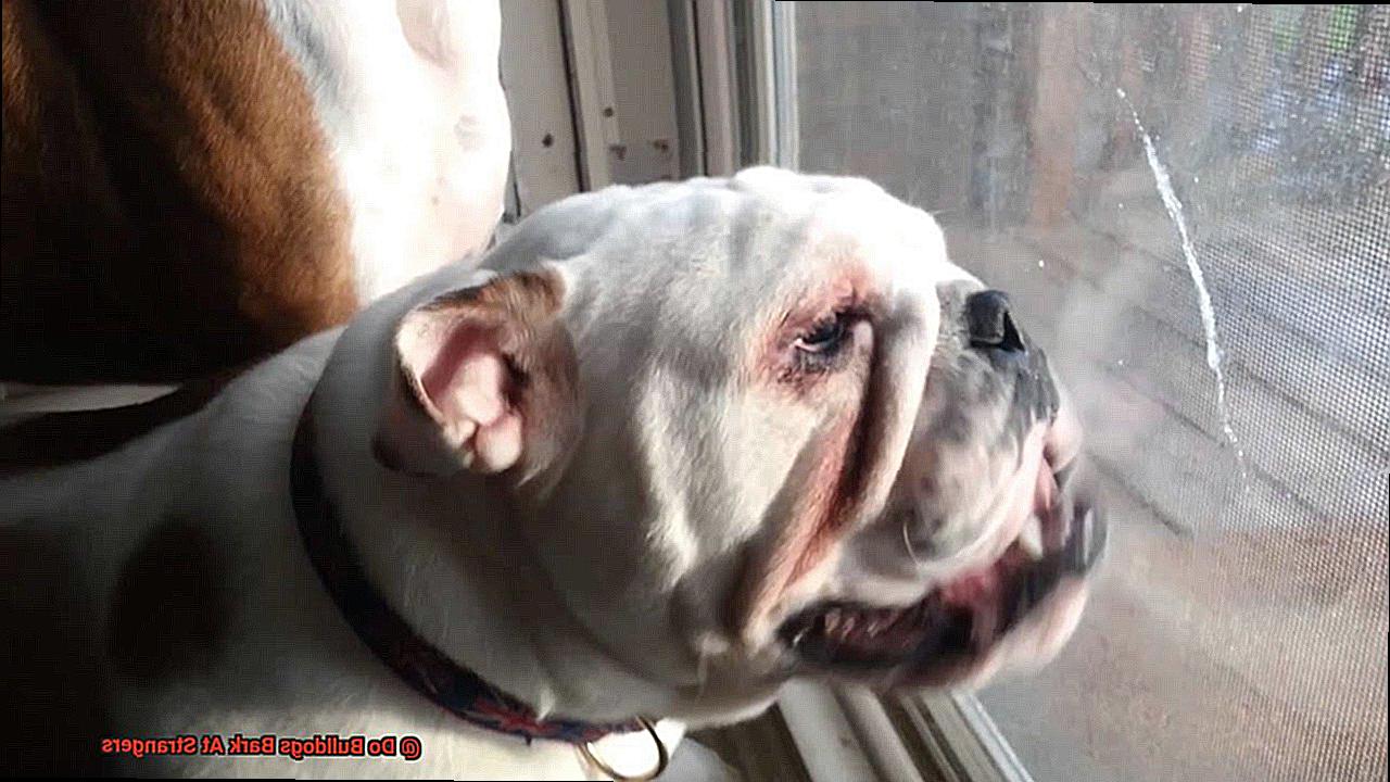 Do Bulldogs Bark At Strangers-3