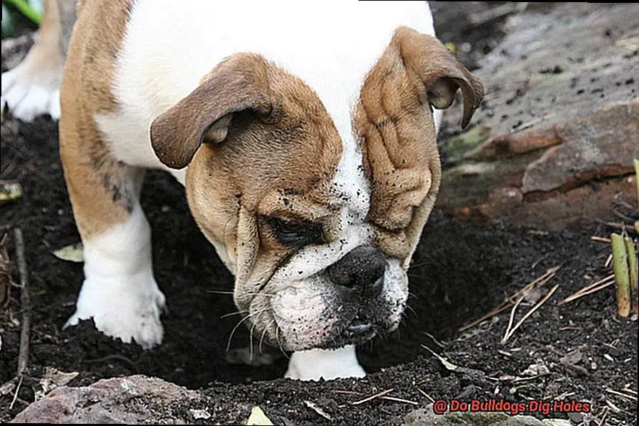 Do Bulldogs Dig Holes-4