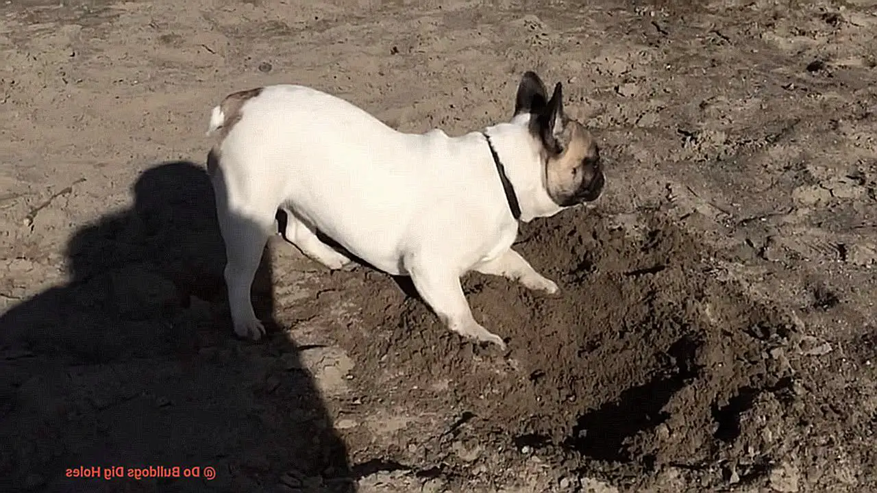 Do Bulldogs Dig Holes-5