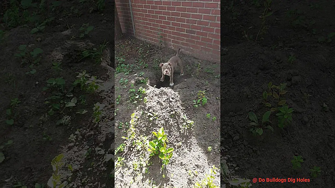 Do Bulldogs Dig Holes-2