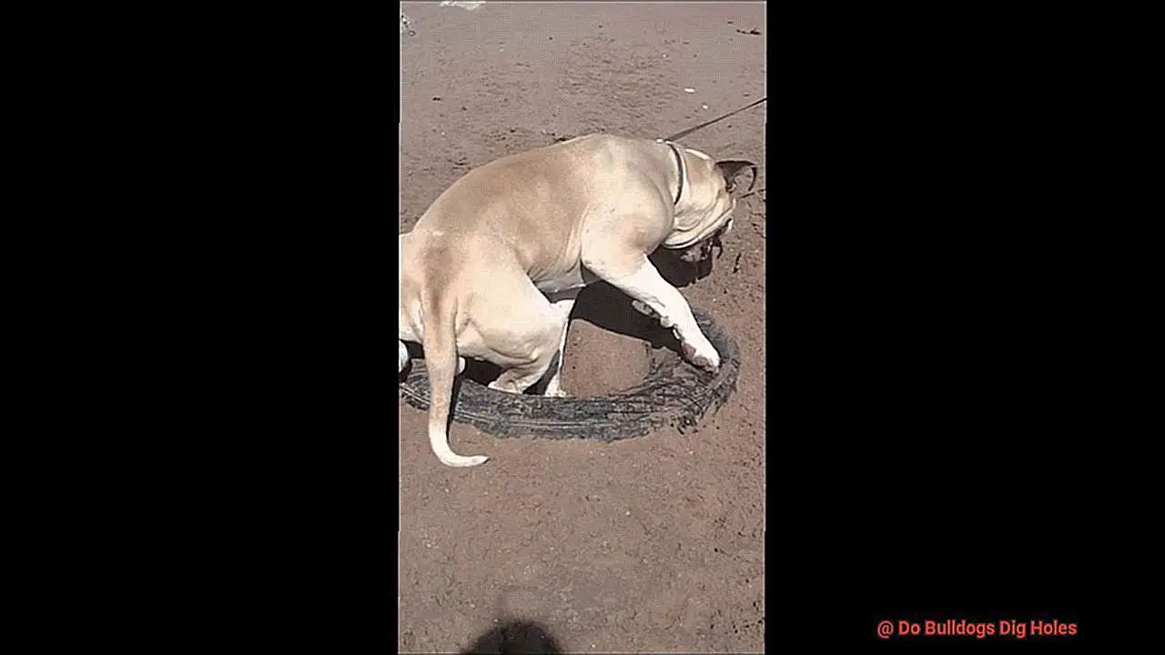 Do Bulldogs Dig Holes-7