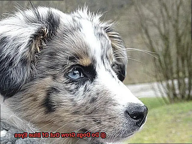 Do Dogs Grow Out Of Blue Eyes-5