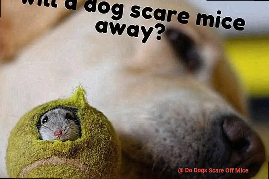 Do Dogs Scare Off Mice?