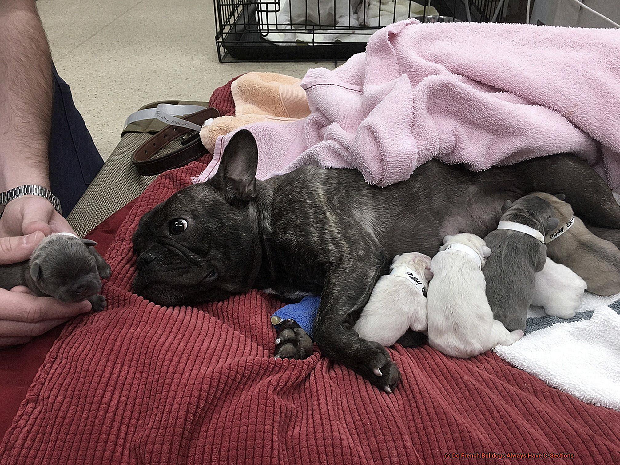 Do French Bulldogs Always Have C-Sections-2