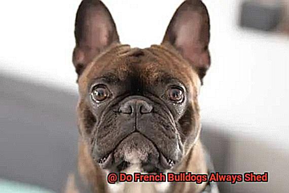 Do French Bulldogs Always Shed-2