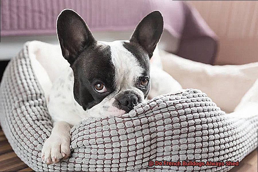 Do French Bulldogs Always Shed-4