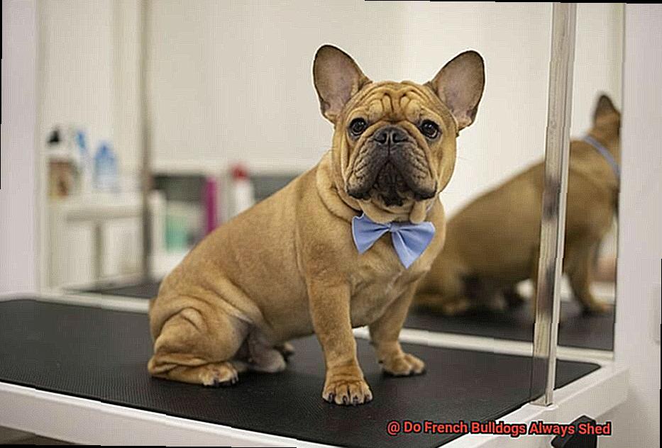 Do French Bulldogs Always Shed-5