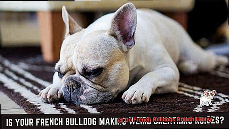 Do French Bulldogs Breath Heavy-5