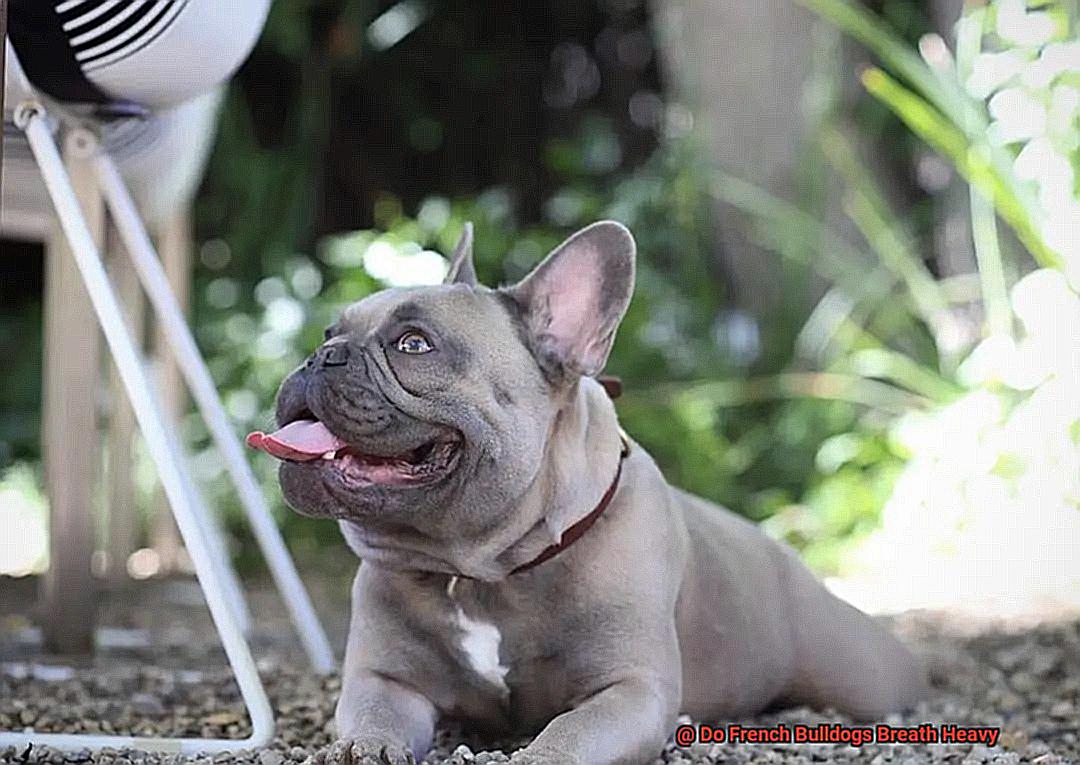 Do French Bulldogs Breath Heavy-6