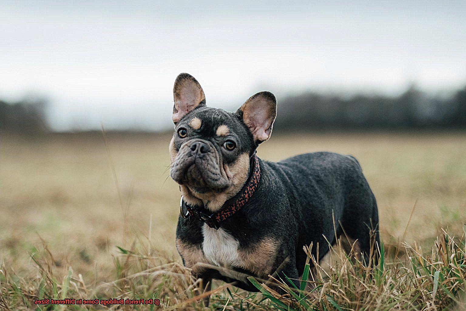 Do French Bulldogs Come In Different Sizes-3