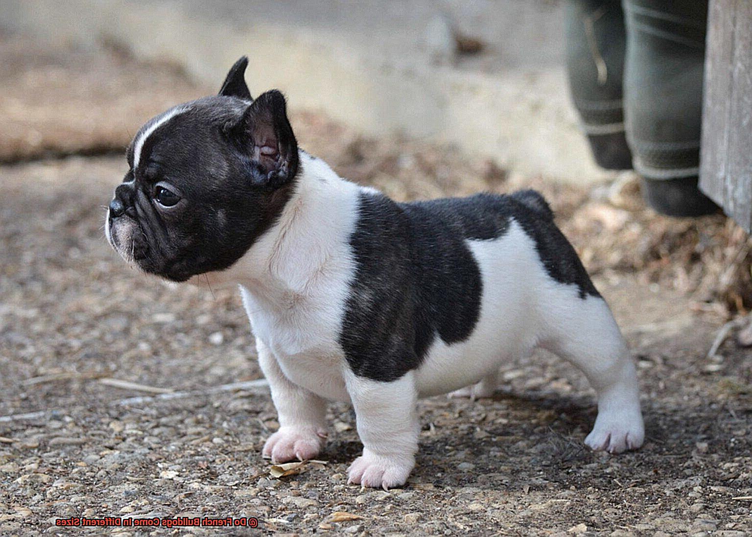Do French Bulldogs Come In Different Sizes-6