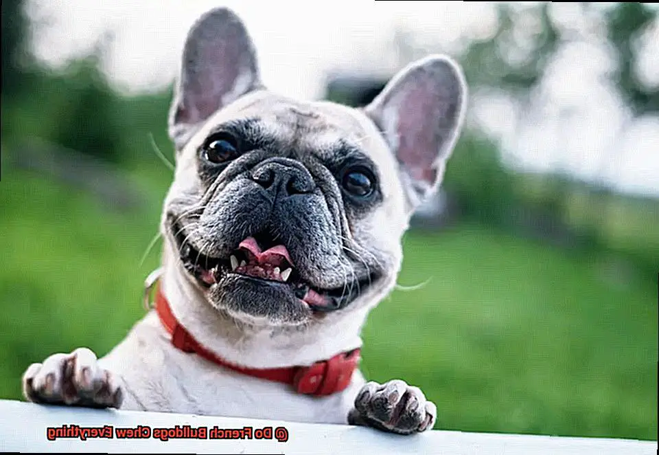 Do French Bulldogs Come In Merle Naturally-3