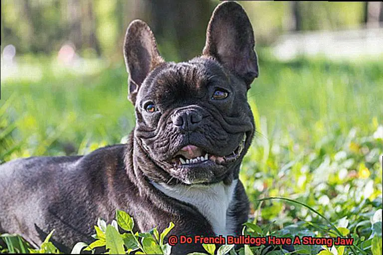 Do French Bulldogs Have A Strong Jaw? – Allfrbulldogs.com